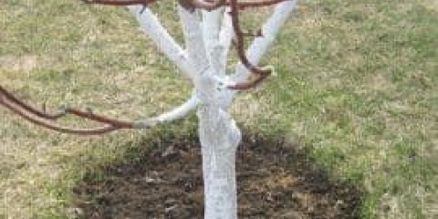 Kako izbjeliti stabla jabuka